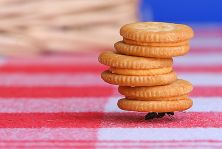 Haga click para ver la imagen ampliada hormiga & galletas.jpg